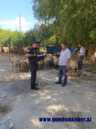DİN qurbanlıq heyvanların satış yerlərində reyd keçirdi - Fotolar