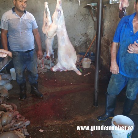 DİN qurbanlıq heyvanların satış yerlərində reyd keçirdi - Fotolar
