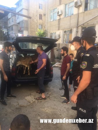 DİN qurbanlıq heyvanların satış yerlərində reyd keçirdi - Fotolar