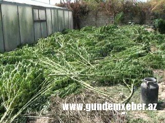 Polis Salyanda əməliyyat keçirdi, saxlanılanlar var