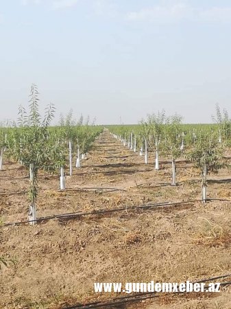 Heç kimdən qorxmayan Qorxmaz əfəndinin oğlu neçə hektar ərazini zəpt edib? - ''SU HARA GEDİR, NİYƏ İTİR?''