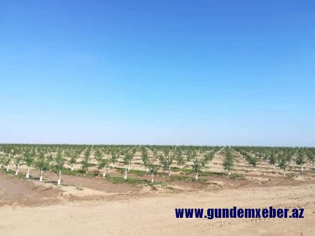 Heç kimdən qorxmayan Qorxmaz əfəndinin oğlu neçə hektar ərazini zəpt edib? - ''SU HARA GEDİR, NİYƏ İTİR?''