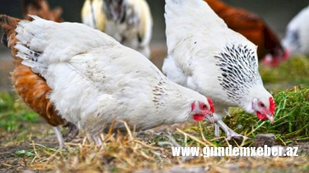 Rusiyada “quş qripi” yayıldı