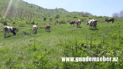 Göygöldə meşə zolaqları “soyqrım”a məruz qalıb - VİDEO/FAKT-SƏSYAZISI