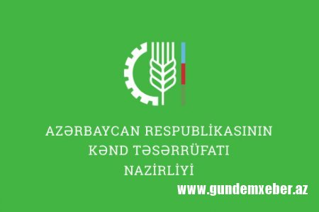 “Ağdam Kənd Təsərrüfatı” MMC-yə İTTİHAM - Pambıqla baş kəsənlər...