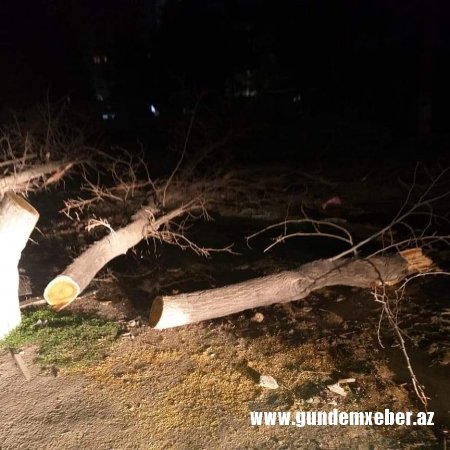 Xırdalanda ağaclar kütləvi şəkildə məhv edilir - FOTO/VİDEO