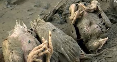 İyrənclik və fəlakət: Ölü toyuqlar Sumqayıt çayına atılır - Video