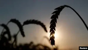 Ərzaq qiymətləri rekord həddə çatdıqca qlobal aclıq təhlükəsi artır