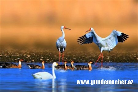 Güney Azərbaycandan durnalar Sibirə köç edir