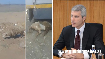 Məşğulluq Agentliyinin verdiyi qoyunlar xəstə çıxdı - 400 manata rəsmiləşdiriblər (VİDEO)
