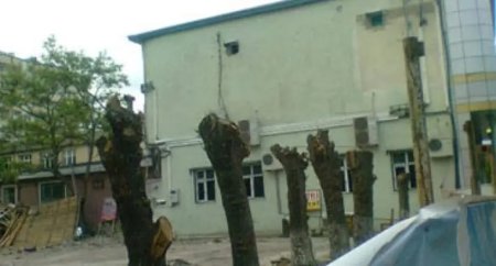İki il öncə ağacları kəsdi, indi isə yerində obyekt tikdirdi - FOTOFAKT