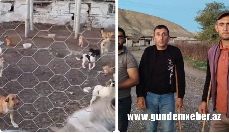 "İtlər sığınacağı"nda yaşamağa məhkum edilən kənd sakinləri fəryad edir - VİDEO