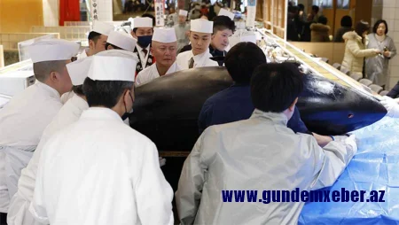 Yaponiyada tuna balığı hərracda rekord qiymətə satıldı