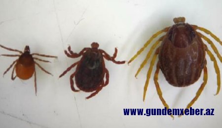 Ölümcül virus daşıyan “sürətli gənələr” yayılır