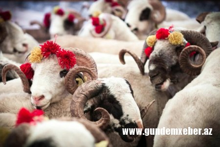 Qurban bayramı ilə bağlı qaydalar açıqlandı
