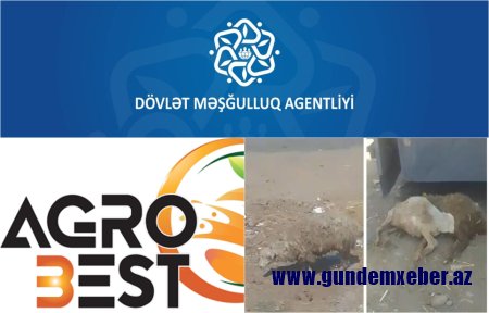 Məşğulluq Agentliyi ölkəyə xəstə heyvanlar gətirən “Agro Best”ə yenə sifariş verdi – Müqavilələrin ümumi dəyərəni 350 milyona çatdırdı
