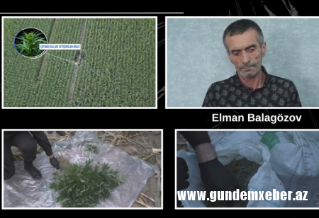 Balakəndə qarğıdalı sahəsində külli miqdarda narkotik vasitə aşkarlanıb