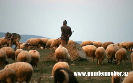 Paşinyan sərhədi keçən azərbaycanlı çobandan danışdı